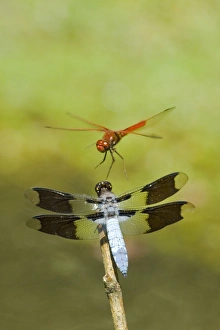 Dragonflies - Cardinal Meadowhawk (Sympetrum illotum) male and Common Whitetail Dragonflies - Cardinal Meadowhawk (Sympetrum illotum) male and Common Whitetail