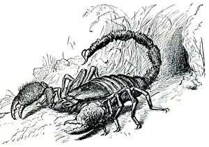 Images Dated 2006 August: Scorpion Print - Defensive Posture