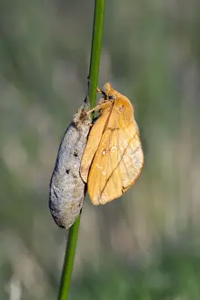 United Kingdom Wildlife Photography Prints: Drinker Moth - on cocoon - UK
