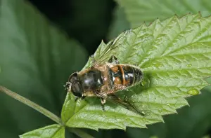Hoverfly Images Prints: Drone Fly / Hover Fly