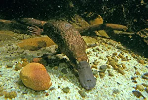 Duck-billed / Duckbill Platypus - Swimming underwater Duck-billed / Duckbill Platypus - Swimming underwater