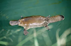 Duck-billed Platypus - On surface near bank of creek Duck-billed Platypus - On surface near bank of creek