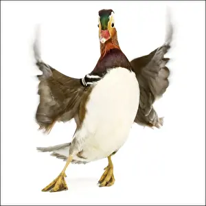 Jean Michel Labat Art Prints: Duck - Mandarin - taking off. In studio