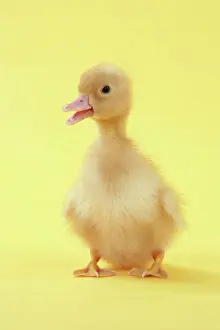 Baby Ducks For Sale Prints: Duckling