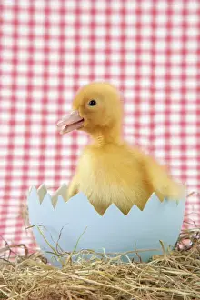 Duckling Photography Prints: Duckling - in large egg shell