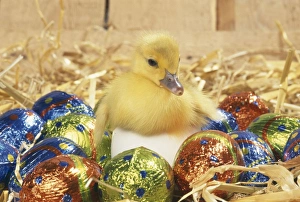DUCKLING - Muscovy duckling in egg with Easter eggs DUCKLING - Muscovy duckling in egg with Easter eggs
