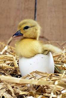 DUCKLING - Muscovy Duckling in egg shell DUCKLING - Muscovy Duckling in egg shell