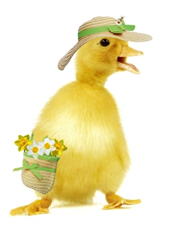 Duckling - wearing straw hat & carrying bag with daffodils Duckling - wearing straw hat & carrying bag with daffodils