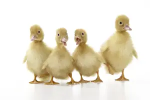 Baby Ducks Prints: Ducklings
