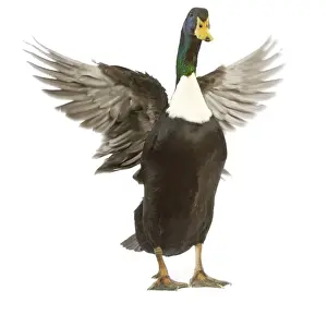 Studio Bird Photography Prints: Duclair Duck - flapping wings in studio