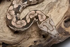 Wildlife Snakes Prints: Dumeril's Boa - Madagascar