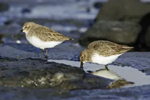 Prints of USH-2500 Dunlin - Feeding on coast at low tide, in winter plumage Northumberland Sandpiper Prints: Dunlin Print - Winter Plumage at Low Tide, Northumberland Coast