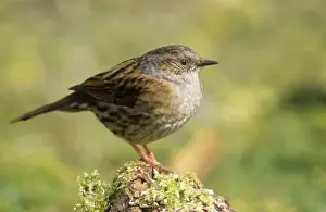 Personal Use Only Artwork Prints: Dunnock