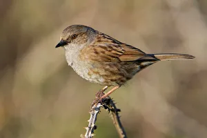 Dunnock - perched on a bramble Dunnock - perched on a bramble