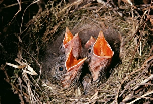 Dunnock - young begging for food Dunnock - young begging for food