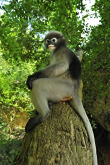 Dusky Leaf Monkey / Spectacled Langur / Spectacled Dusky Leaf Monkey / Spectacled Langur / Spectacled
