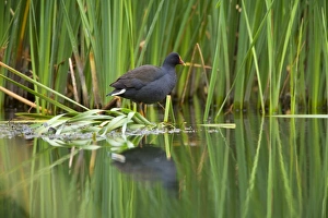 Dusky Moorhen - adult sits on shore vegetation looking out Dusky Moorhen - adult sits on shore vegetation looking out