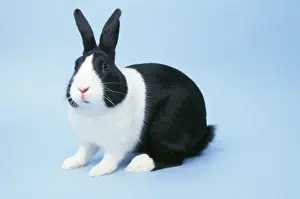 John Daniels Wildlife Photographer Prints: Dutch Rabbit
