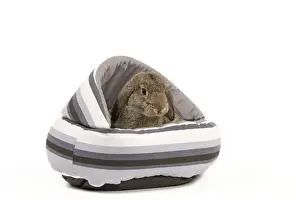 White Background Studio Pets Prints: Dwarf Belier Rabbit - in bed