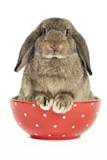 White Background Studio Pets Prints: Dwarf Lop-Eared Rabbit