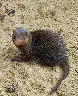 Pat Morris Photography Prints: Dwarf Mongoose, E & C Africa