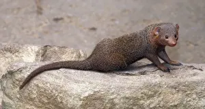 Pat Morris Photography Prints: Dwarf Mongoose. E &s Africa