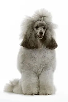 Pet Portrait Prints Online Prints: Dwarf Poodle - sitting