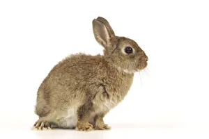 Small Pet Photography Prints: Dwarf Rabbit