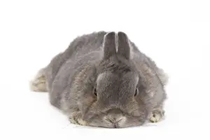 White Background Studio Pets Prints: Dwarf Rabbit - in studio