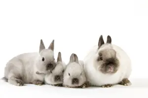 Studio White Background Pets Prints: Dwarf Rabbit - with young