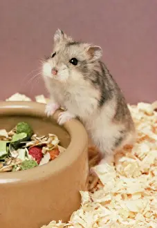 Prints of JD-5590 Dwarf Russian HAMSTER - with dried / dry food John Daniels Please note that prints are for personal display purposes only and may not be reproduced in any way. Calomyscidae Prints: Dwarf Russian Hamster Print (JD-5590)