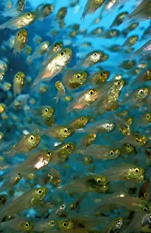 Australian Marine Life Photos Prints: DWD00158