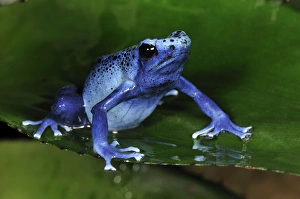 Dyeing Poison Dart Frog Blue Poison Dart Frog Dyeing Poison Dart Frog Blue Poison Dart Frog