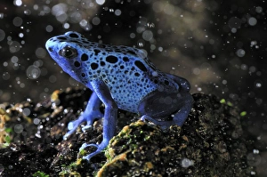 Dyeing Poison Dart Frog Blue Poison Dart Frog Dyeing Poison Dart Frog Blue Poison Dart Frog