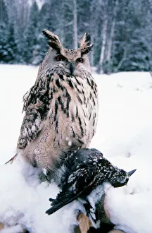 Eagle Owl - with prey - forest glade of Ural Mountains Eagle Owl - with prey - forest glade of Ural Mountains