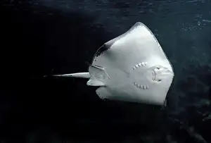 Fish Species Prints: Eagle Ray - underside