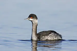 Unique Bird Species Pictures Prints: Eared Grebe