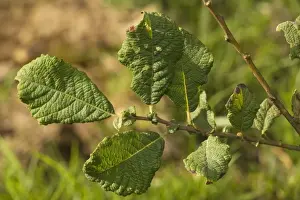 Tree Leaf Photography Prints: Eared Willow