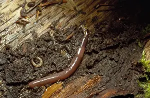 Earthworm Print: Allolobophora caliginosa