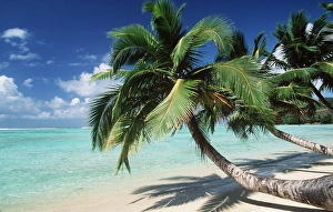 East Madagascar - Coconut Palms & Beach East Madagascar - Coconut Palms & Beach