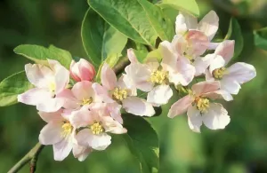 Apple Blossom Photography Prints: Apple Tree Blossom