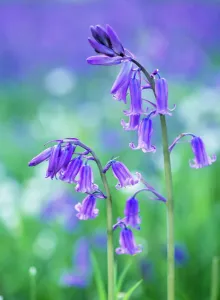 Easter Prints: Bluebell Close-up Print