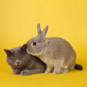 John Daniels Wildlife Photographer Prints: Cat & Rabbit