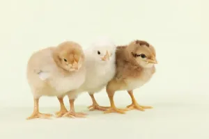 Farm Animals Pictures Prints: CHICK - Chicks standing together