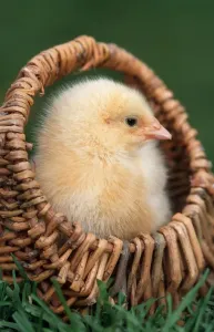 Johan De Meester Art Prints: Chick in small basket