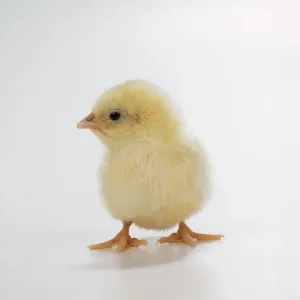 Easter Prints: Chicken Print - Studio Shot of a Chick