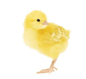 White Background Chicken Prints: Chicken - chick in studio