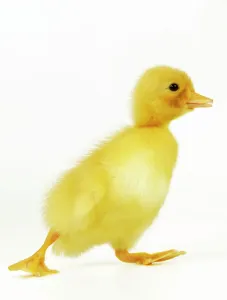 Easter Prints: Duckling Print (Easter)