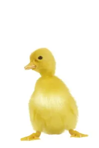 Farm Animal Prints: Duckling Print - Easter Edition