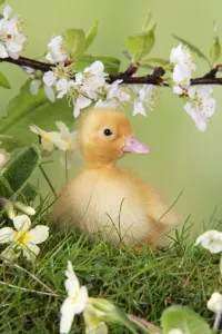 Baby Ducks Prints: Duckling. in spring set